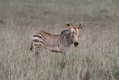 zebra colt